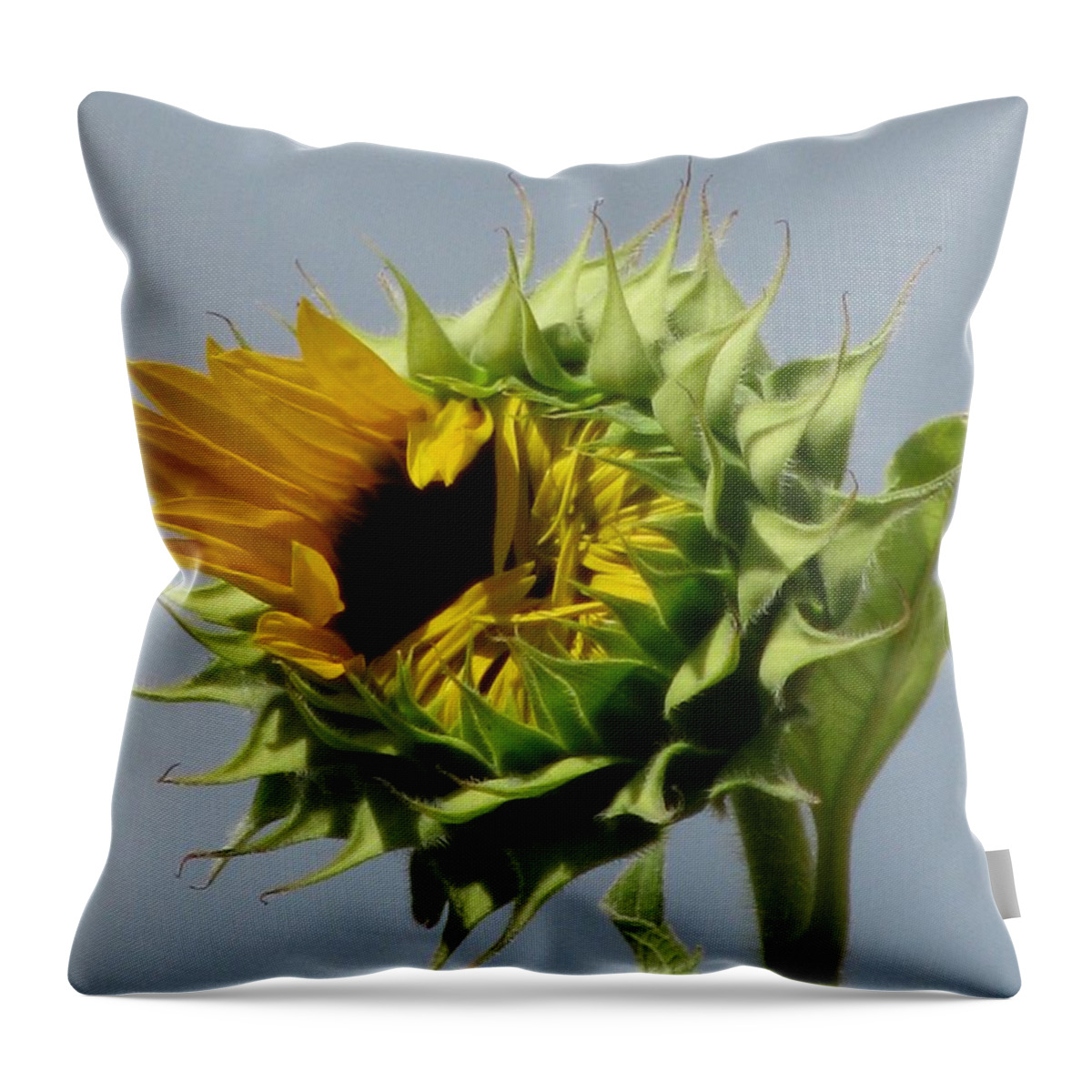 Sunflower Throw Pillow featuring the photograph Opening Soon by Alfred Ng