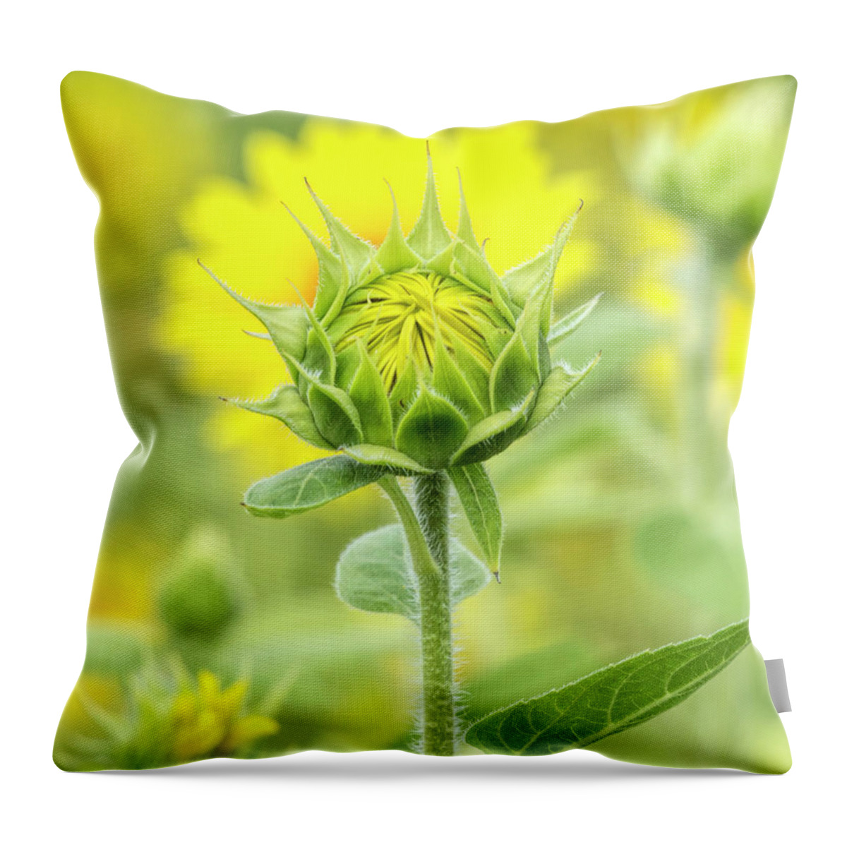 Sunflower Throw Pillow featuring the photograph Opening soon by Richard Macquade