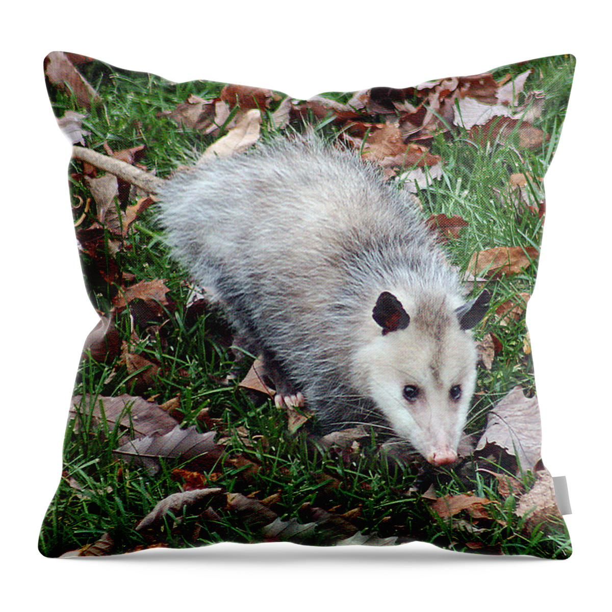 Animal Throw Pillow featuring the photograph Opossum by Gina Fitzhugh