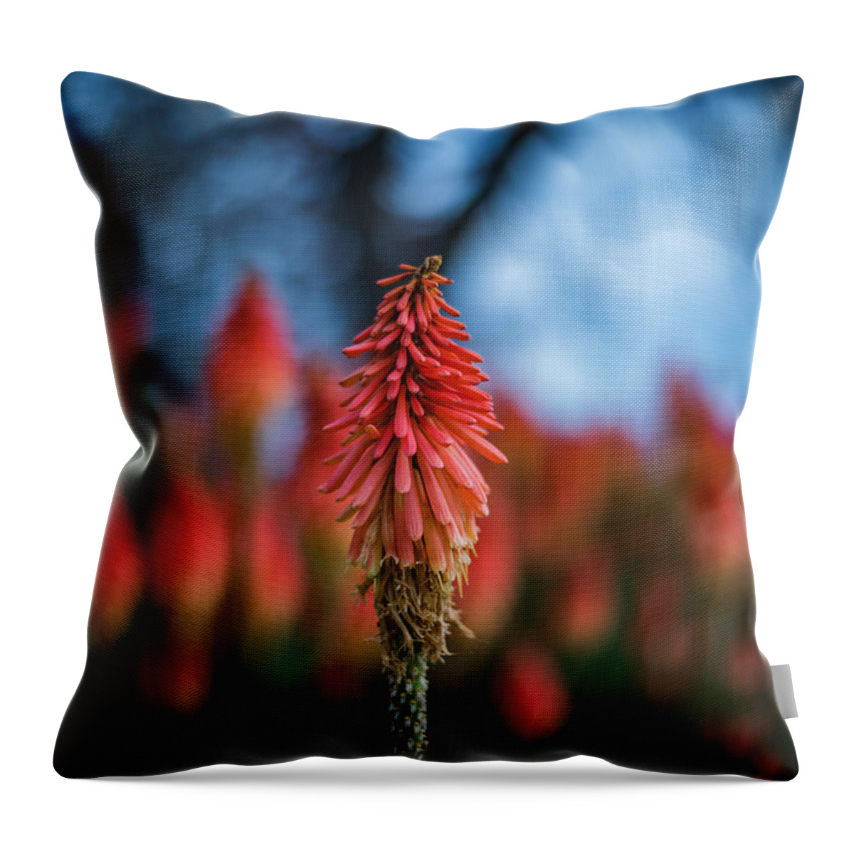 Flowers Throw Pillow featuring the photograph Orange and Blue by Wendy Carrington