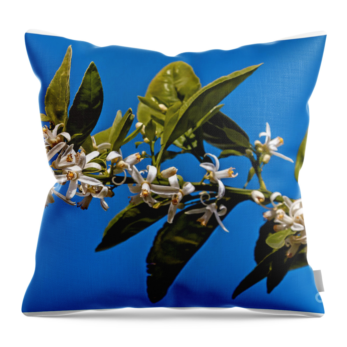 Arizona Throw Pillow featuring the photograph Orange Blossoms by Robert Bales