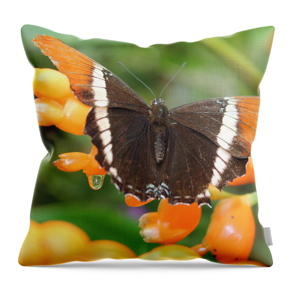 Butterfly Throw Pillow featuring the photograph Orange Butterfly by Samantha Delory