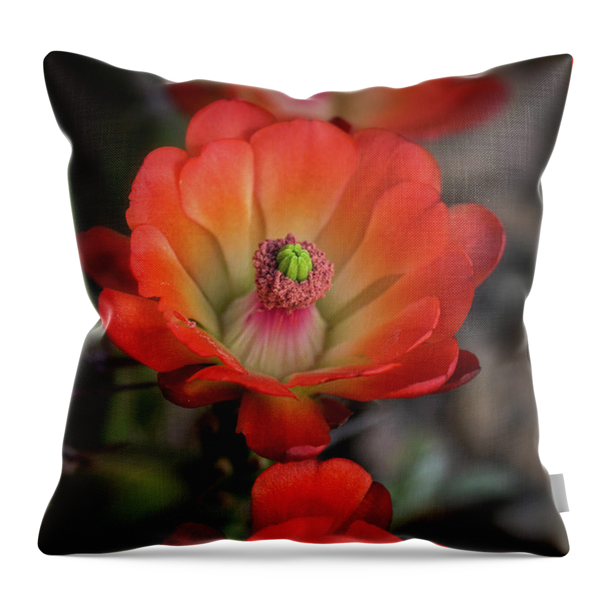 Claret Cup Cactus Throw Pillow featuring the photograph Orange Claret Dreams by Saija Lehtonen