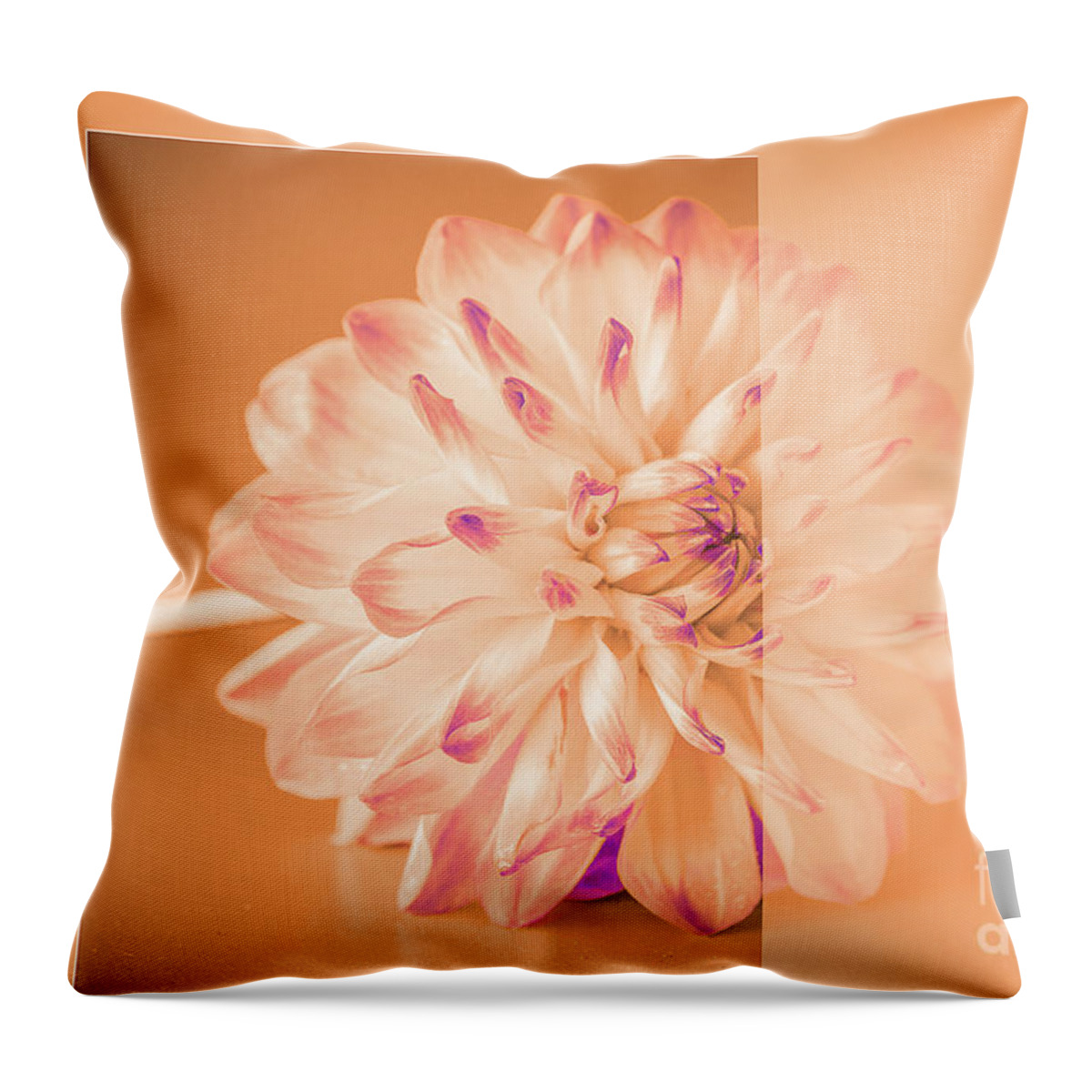Autumn Throw Pillow featuring the photograph orange Dahlia by Amanda Mohler
