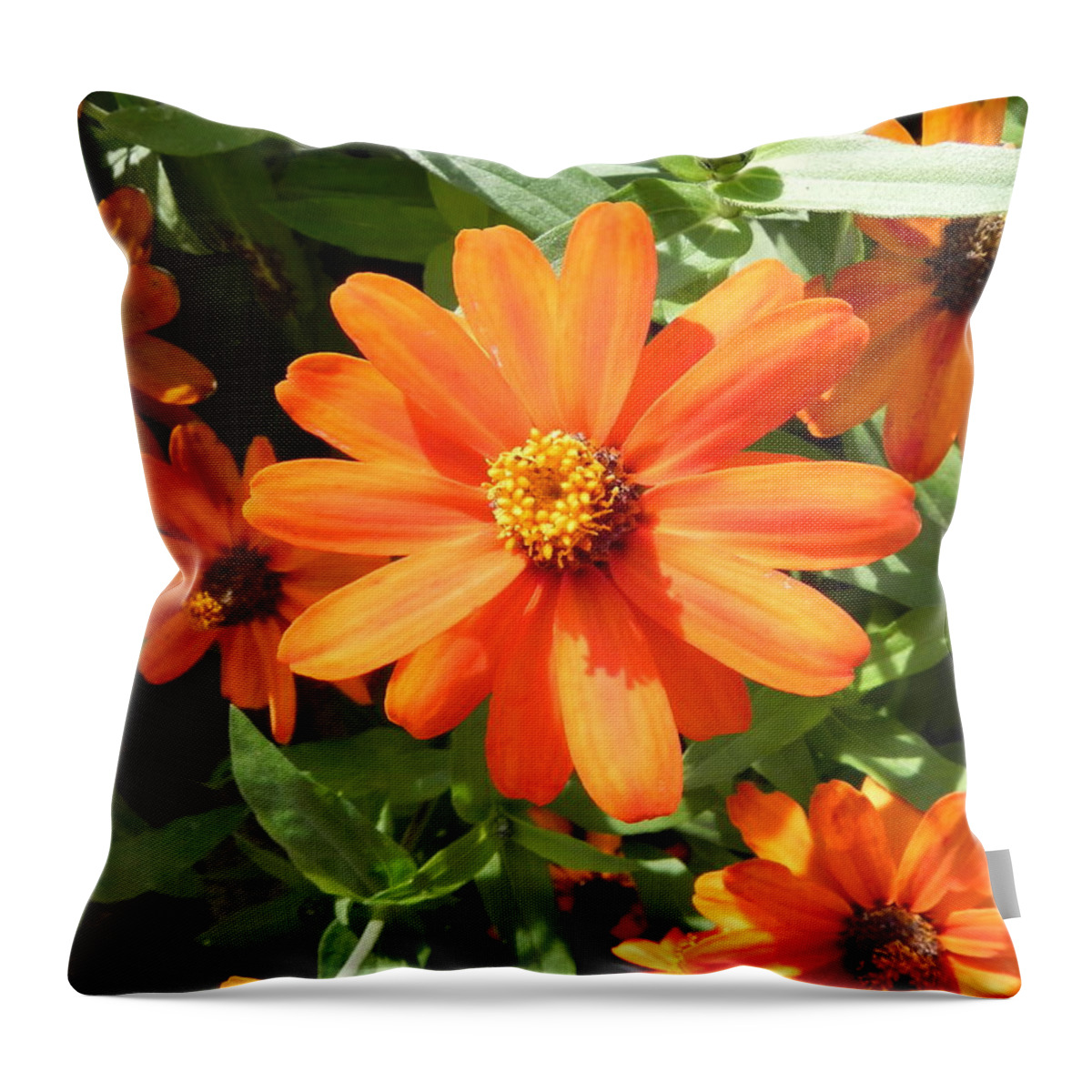 Throw Pillow featuring the photograph Orange Daisy by John Parry