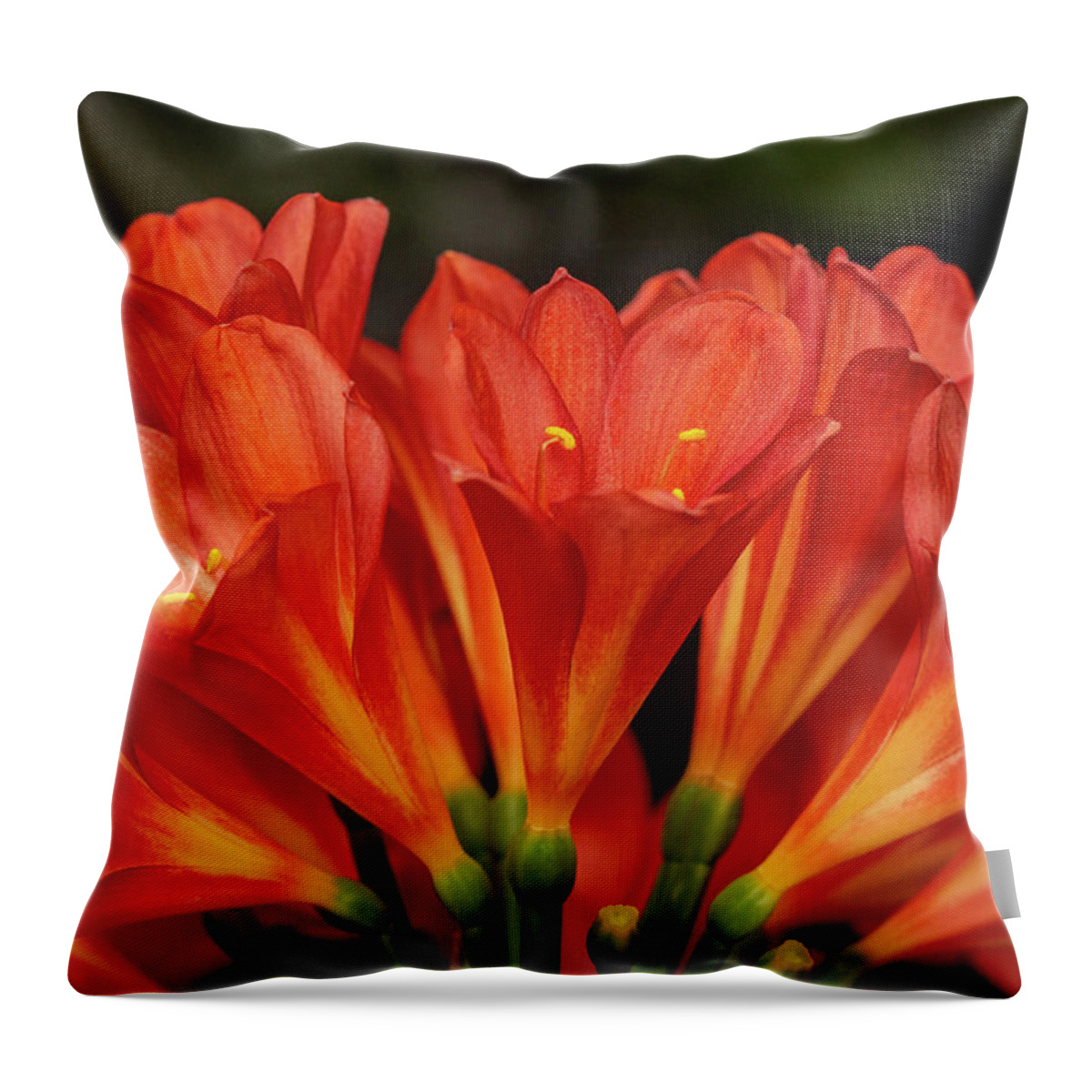 Kaffir Throw Pillow featuring the photograph Orange Delight - Kaffir Lily by Carol Senske