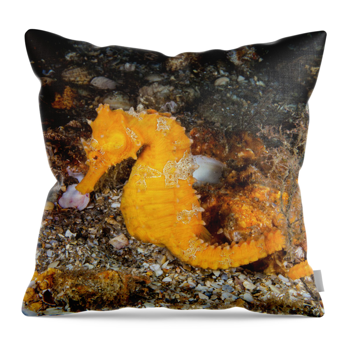 Seahorse Throw Pillow featuring the photograph Orange Jewel by Sandra Edwards