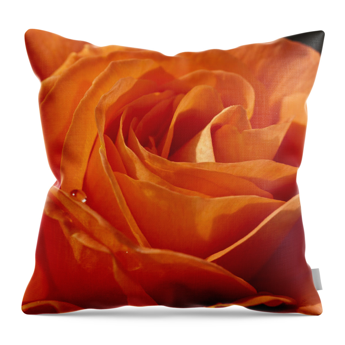 Orange Rose Throw Pillow featuring the photograph Orange Rose 2 by Steve Purnell