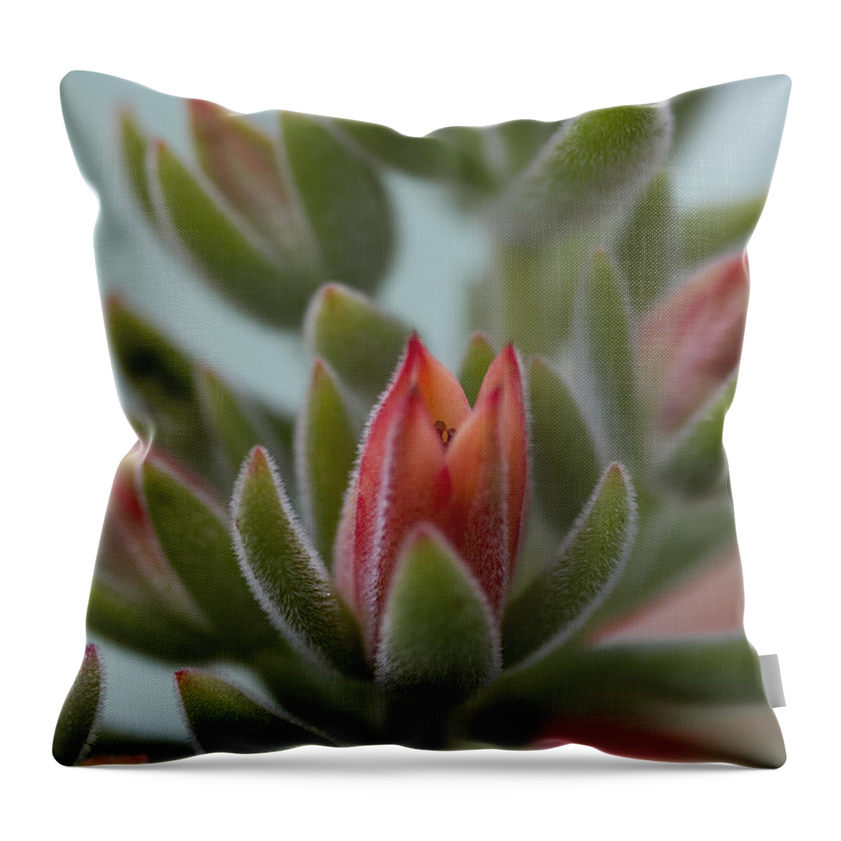 Succulent Throw Pillow featuring the photograph Orange Succulent Blossom Macro by Kathy Clark