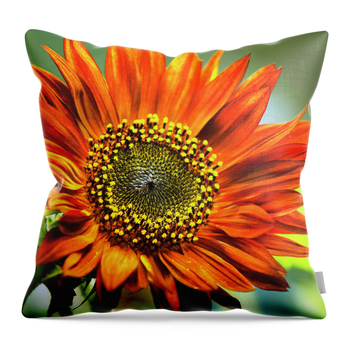 Sunflower Throw Pillow featuring the photograph Orange Sunflower by Christina Rollo