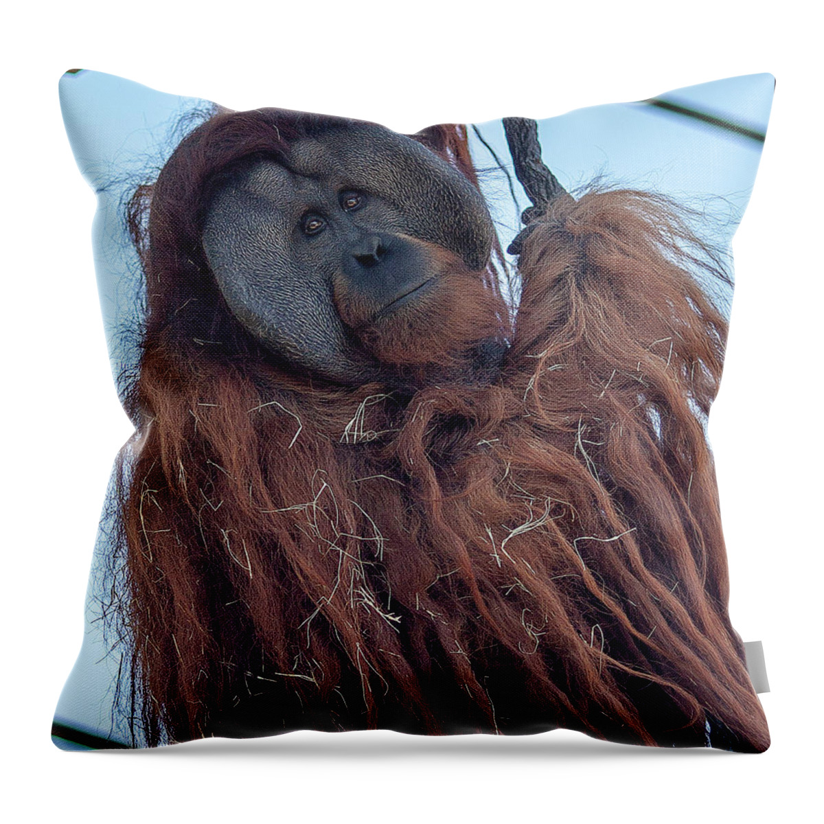 Jungle Throw Pillow featuring the photograph Orangutan by Al Hurley