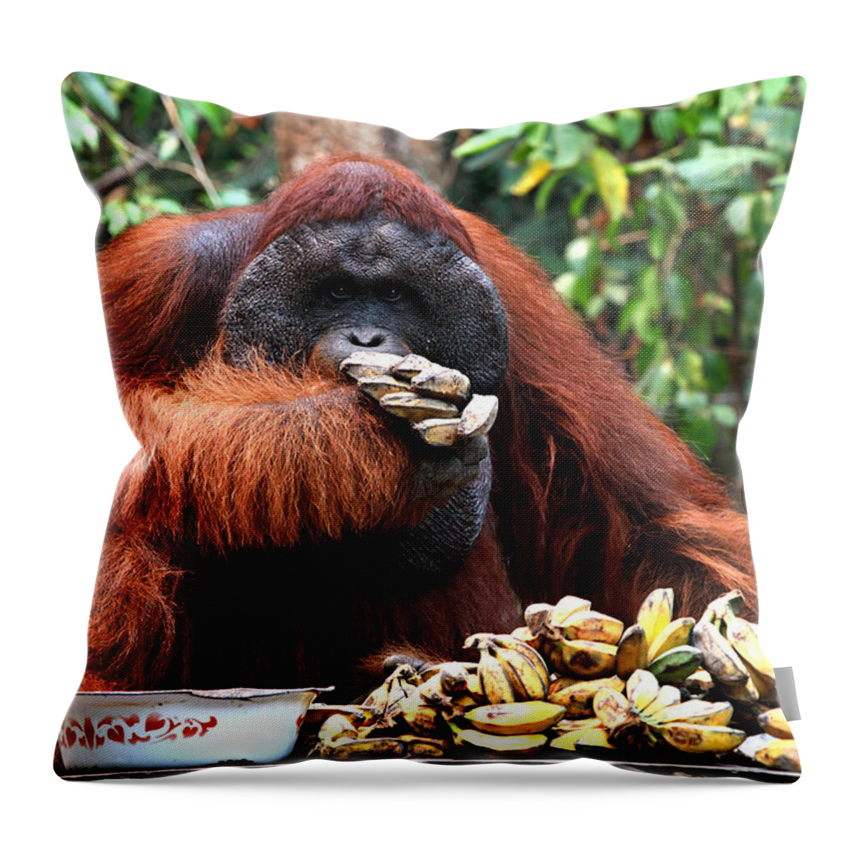  Throw Pillow featuring the photograph Orangutan Feeding Time by Darcy Dietrich