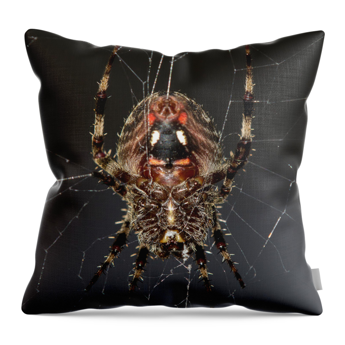 Orb Throw Pillow featuring the photograph Orb weaver belly by Shawn Jeffries