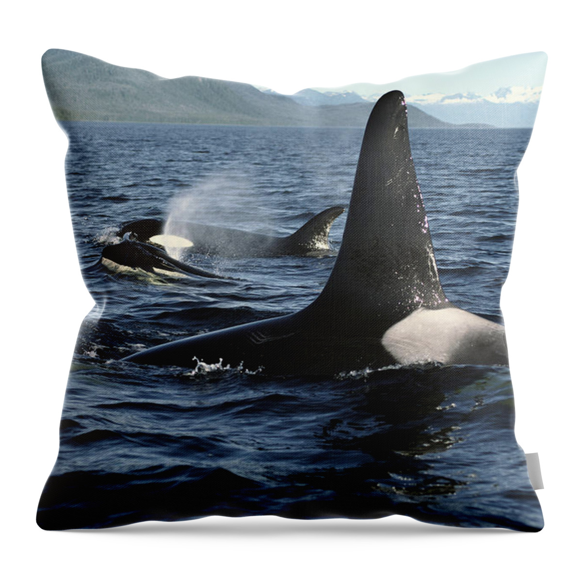 00079588 Throw Pillow featuring the photograph Orca Pod Surfacing Johnstone Strait by Flip Nicklin
