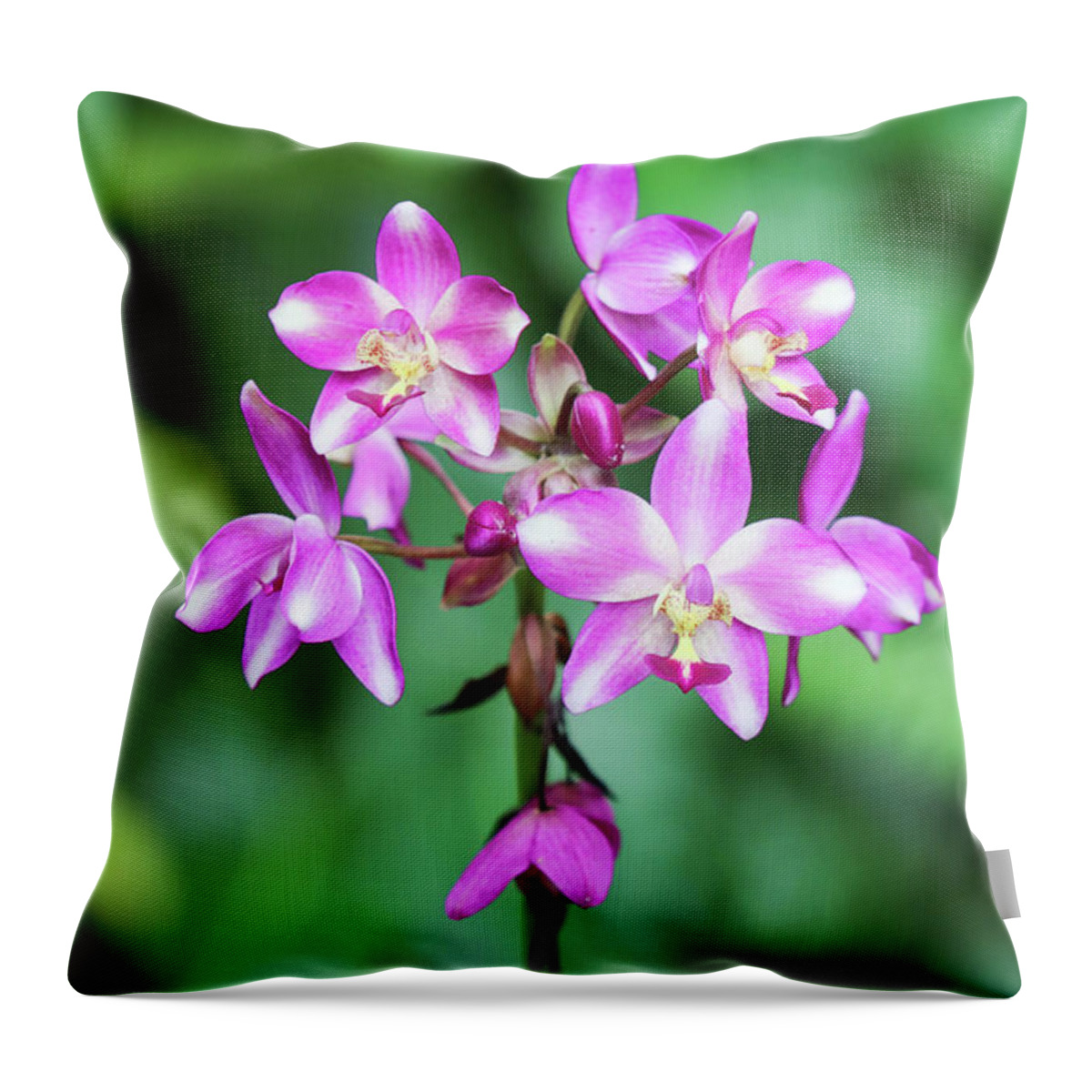 Orchid Throw Pillow featuring the photograph Orchid in Pink and White by Mary Anne Delgado