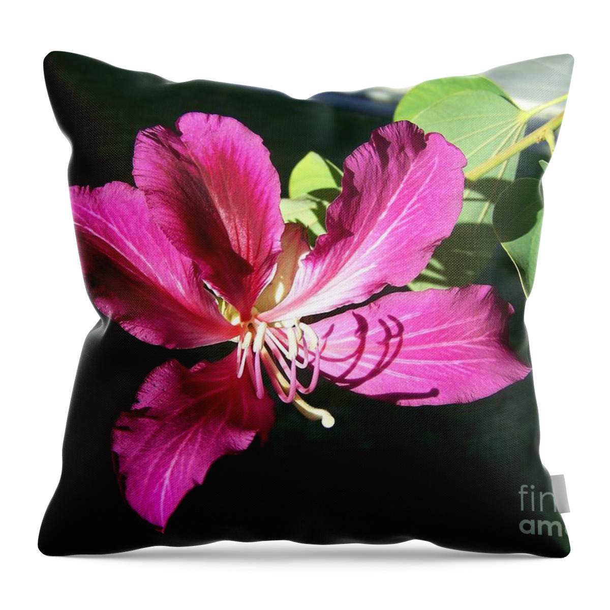 Orchid Throw Pillow featuring the photograph Orchid by Pamela Walrath