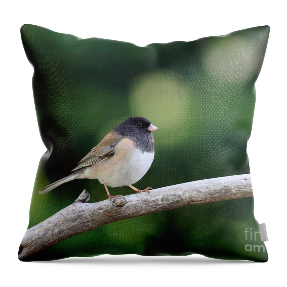Wildlife Throw Pillow featuring the photograph Oregon Junco by Wingsdomain Art and Photography
