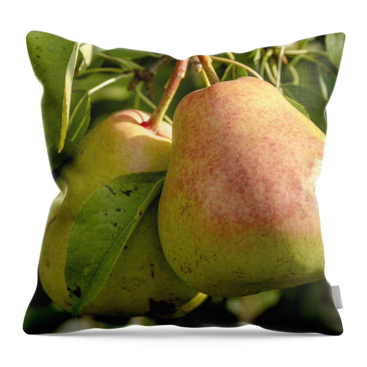 Colorado Throw Pillow featuring the photograph Organic Pears Hanging in Orchard by Teri Virbickis
