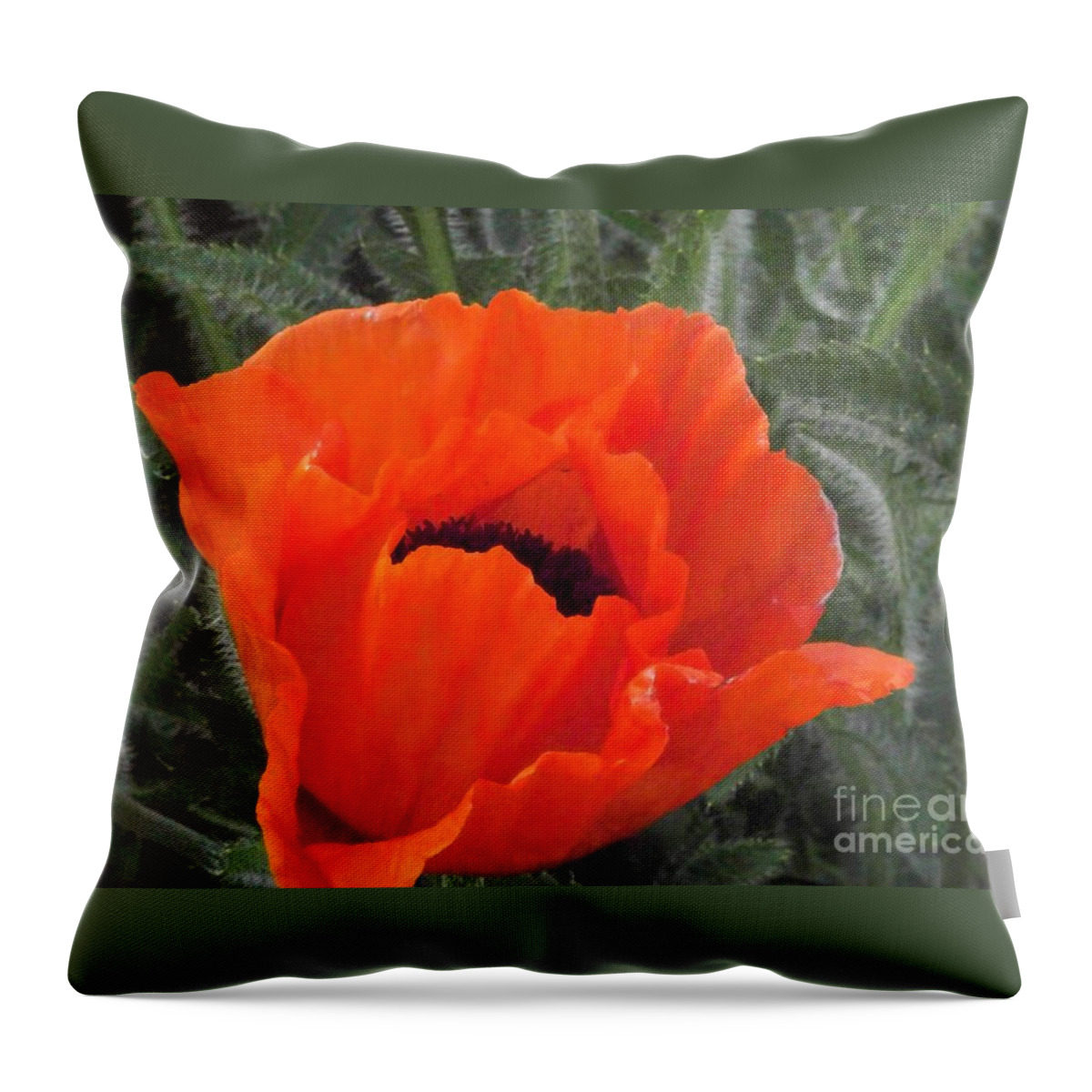 Poppy Throw Pillow featuring the photograph Oriental Poppy by Charles Robinson