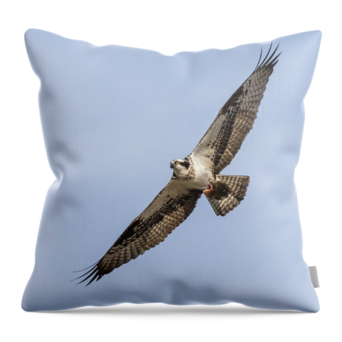 Osprey Throw Pillow featuring the photograph Osprey 2016-1 by Thomas Young
