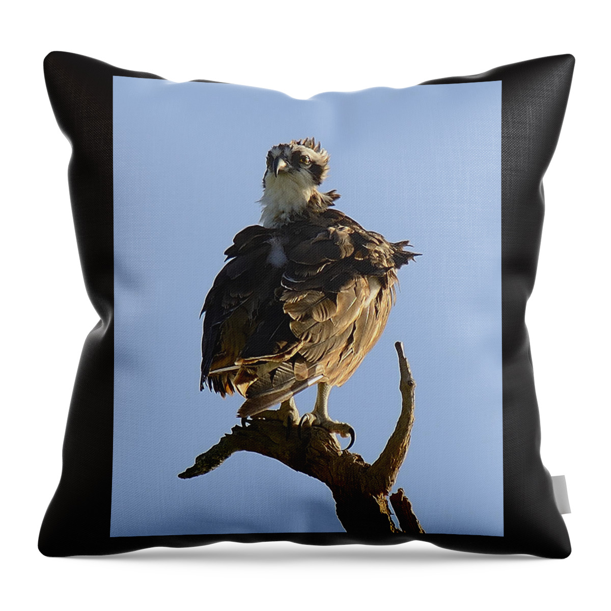 Wildlife Throw Pillow featuring the photograph Osprey by Alison Belsan Horton