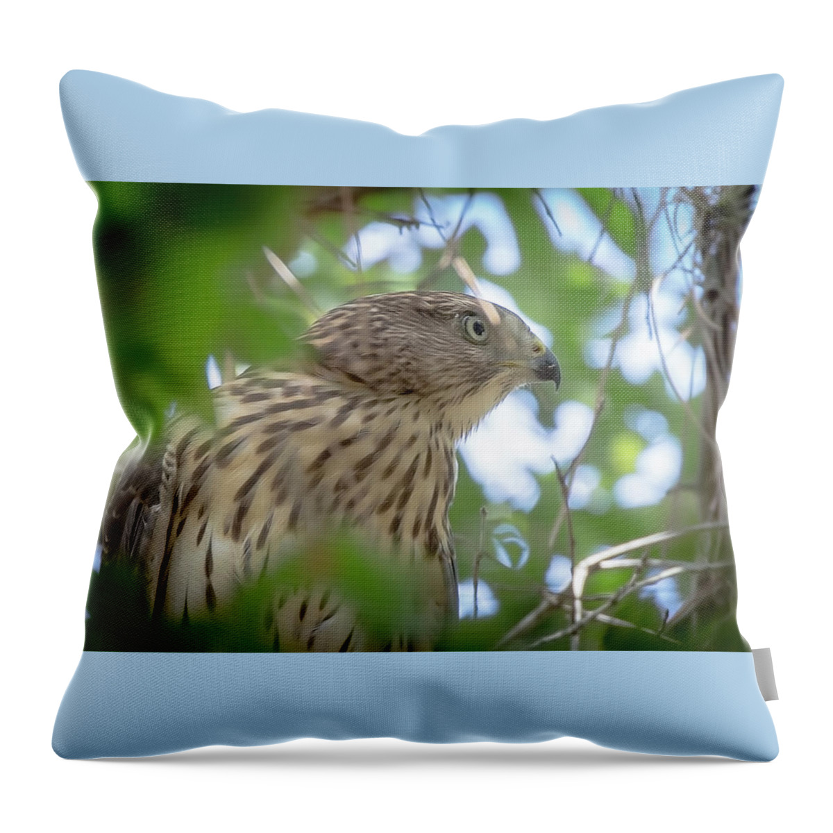 Red-shouldered Throw Pillow featuring the photograph Red-Shouldered Hawk Fledgling 1 by Richard Goldman