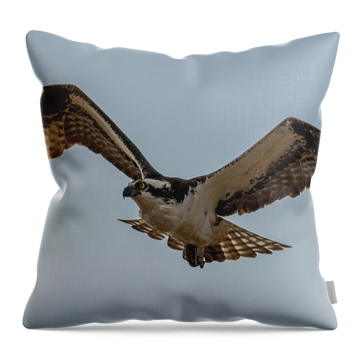 Osprey In Flight Throw Pillow featuring the photograph Osprey Flying by Paul Freidlund