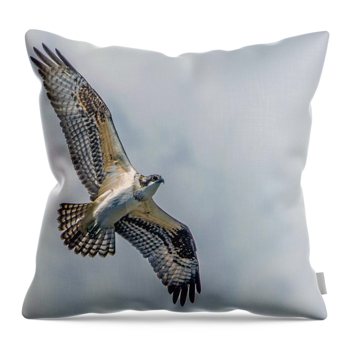 Osprey Throw Pillow featuring the photograph Osprey in Flight by Dawn Key