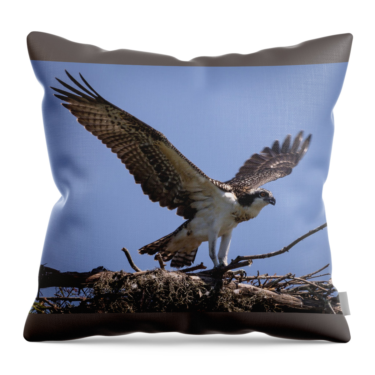 2015 Throw Pillow featuring the photograph Osprey in Nest 1 by Gregory Daley MPSA