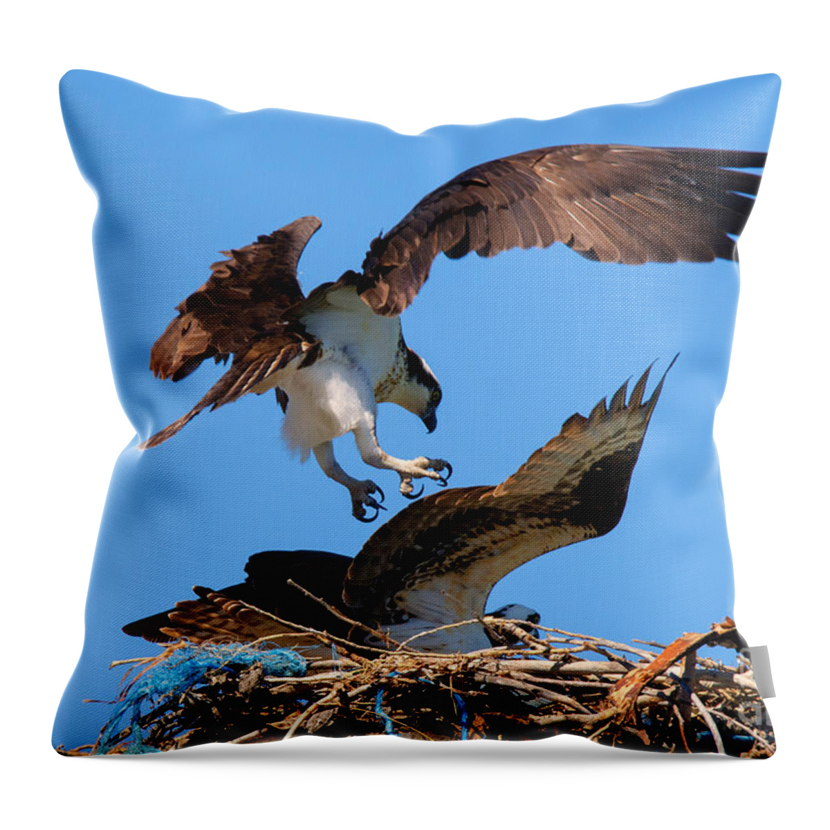 Osprey Throw Pillow featuring the photograph Osprey Mating Dance by Michael Dawson