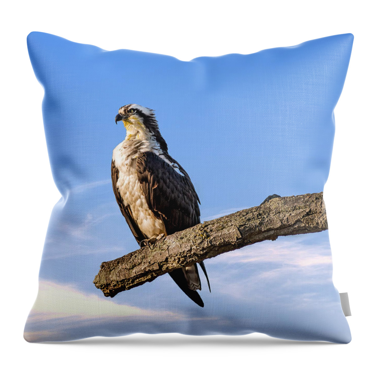 Osprey Throw Pillow featuring the photograph Osprey Reverence by Patrick Wolf