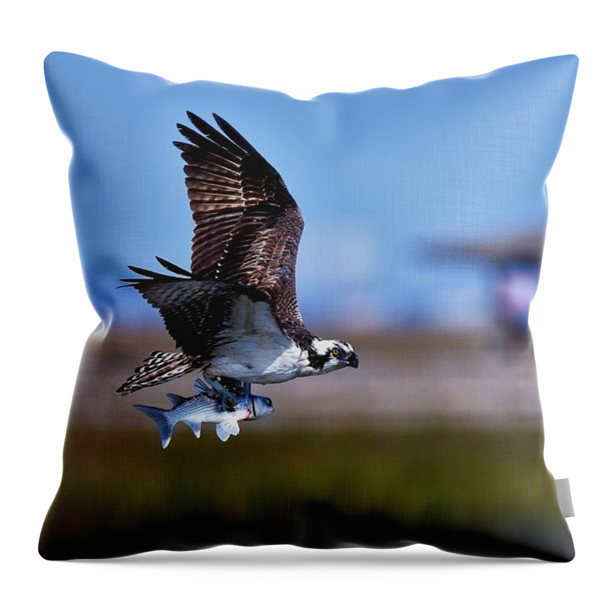 Osprey Throw Pillow featuring the photograph Osprey With Dinner by Julie Adair