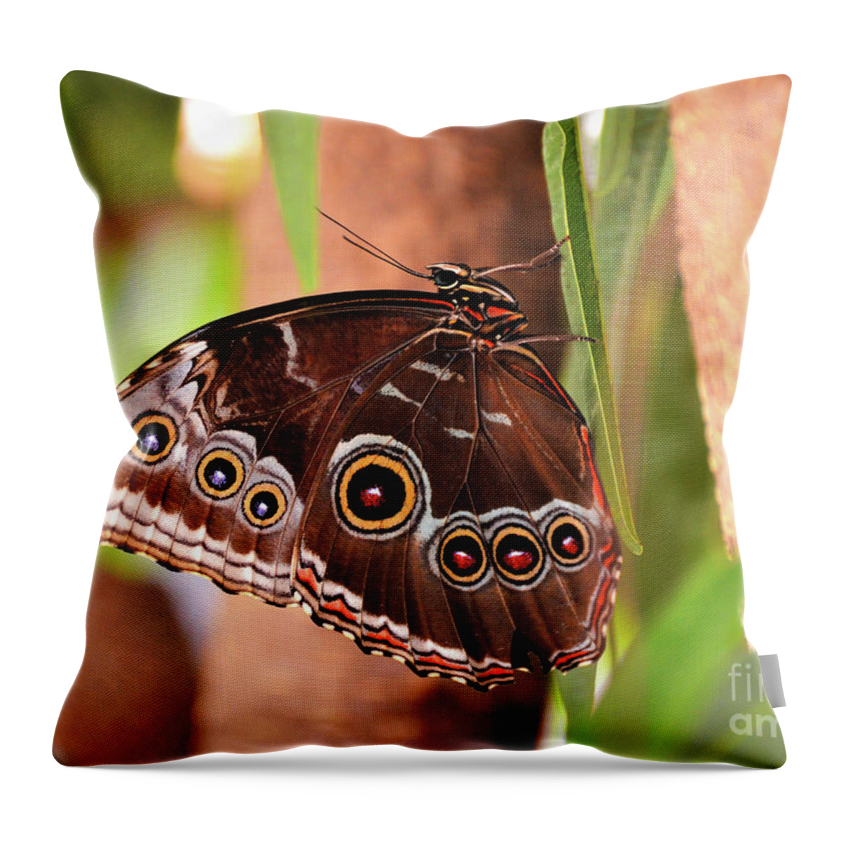 Owl Butterfly Throw Pillow featuring the photograph Owl Butterfly by Kathy Kelly