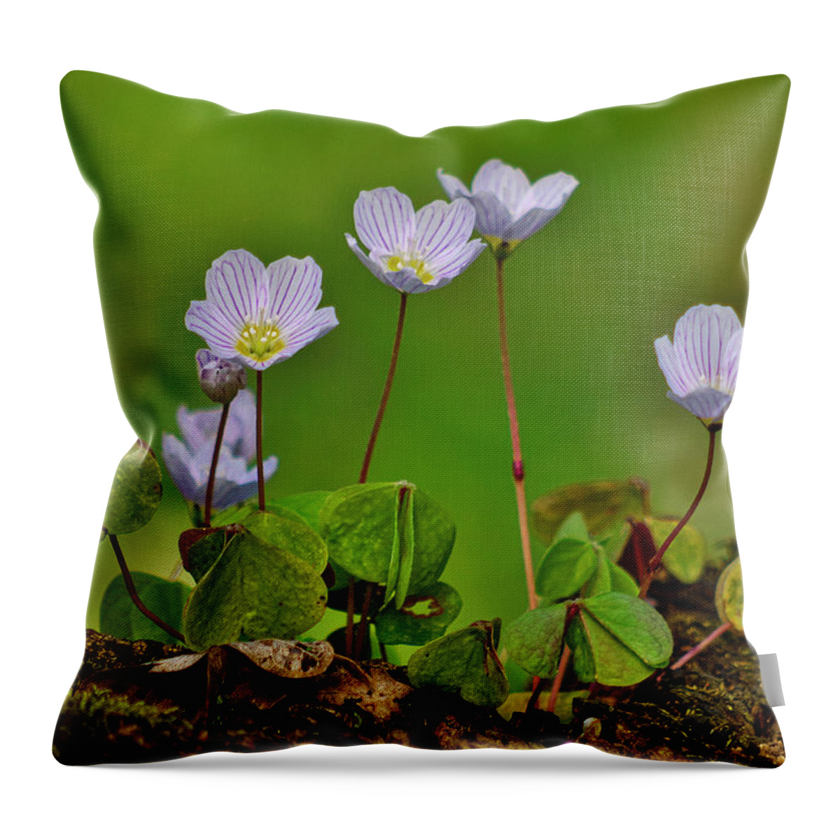 Oxalis Throw Pillow featuring the photograph Oxalis acetosella by Ivan Slosar