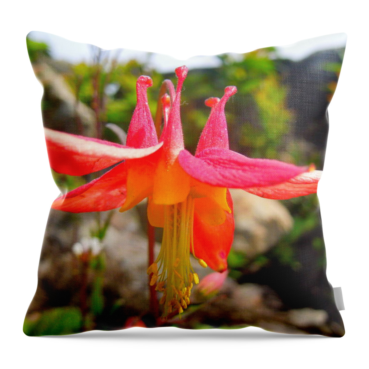 Pacific Columbine Throw Pillow featuring the photograph Pacific Columbine by Maxwell Krem