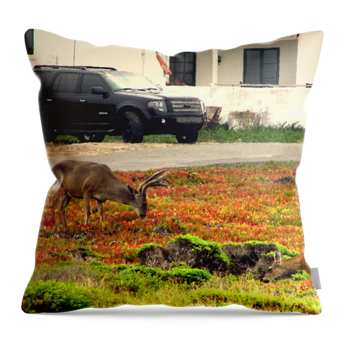 Deer Throw Pillow featuring the photograph Pacific Grove Deer In The Front Yard by Joyce Dickens
