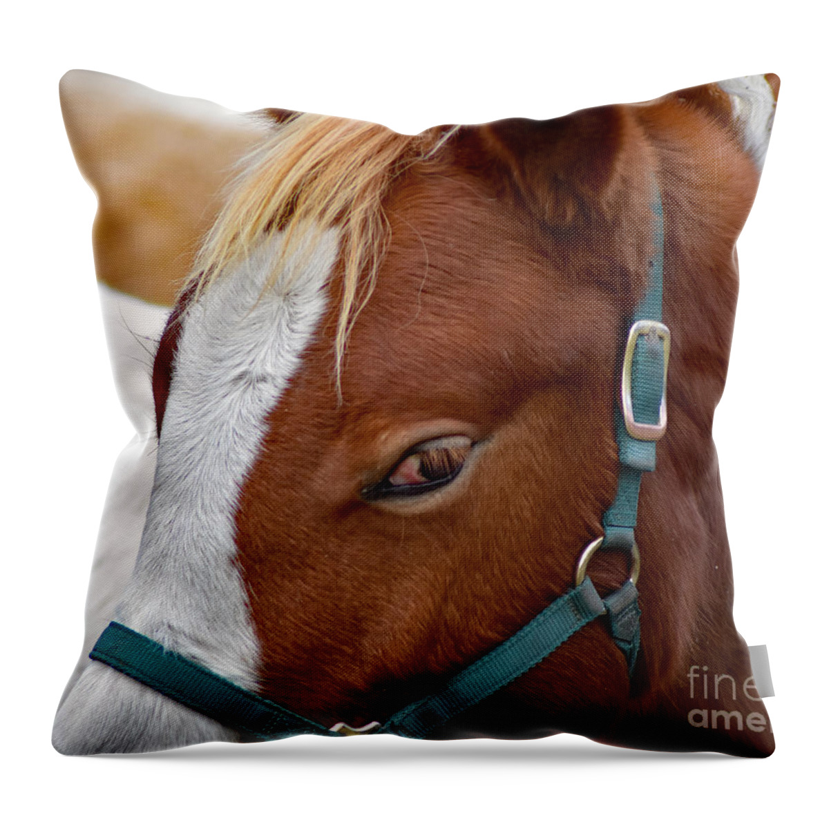 Horse Throw Pillow featuring the photograph Paint - A Horse by DB Hayes