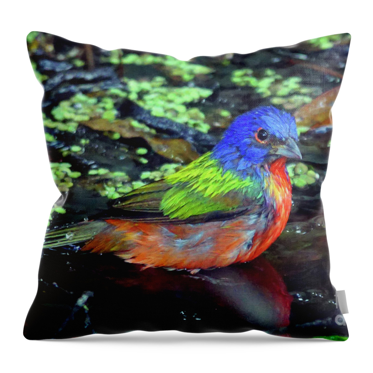 Bunting Throw Pillow featuring the photograph Painted Bunting After Bath by Larry Nieland