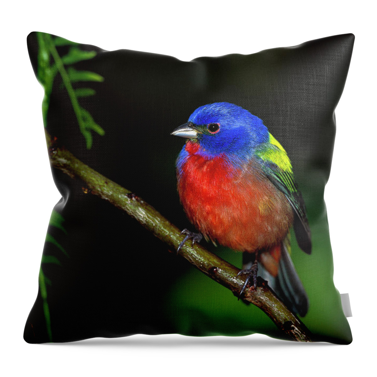 Mp Throw Pillow featuring the photograph Painted Bunting Passerina Ciris Male by Tom Vezo