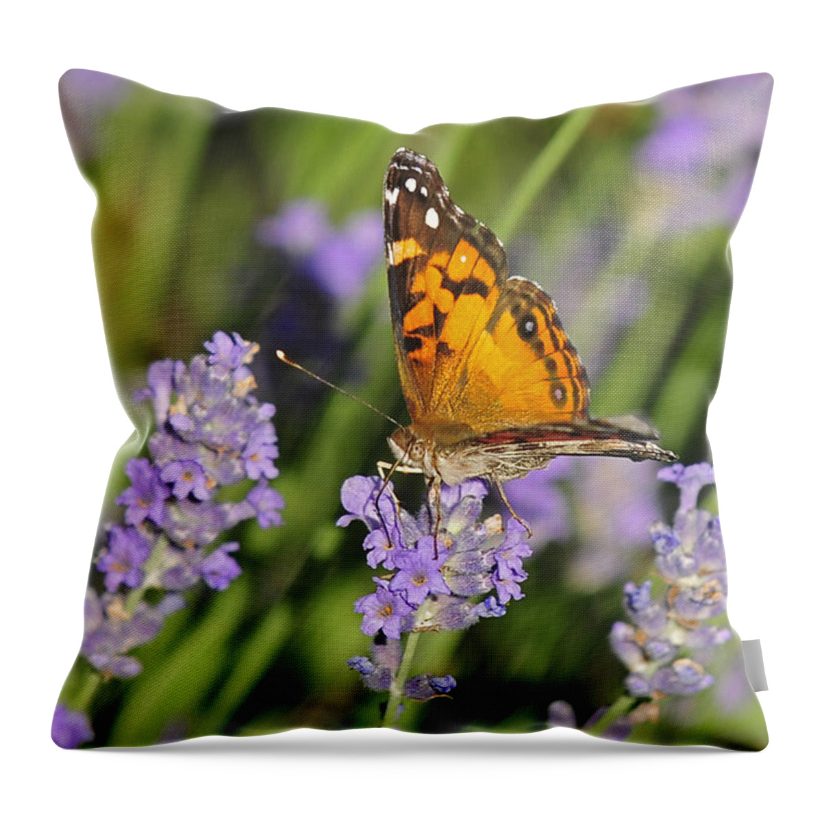 Lavender Throw Pillow featuring the photograph American Lady Butterfly On Lavender by Lara Ellis