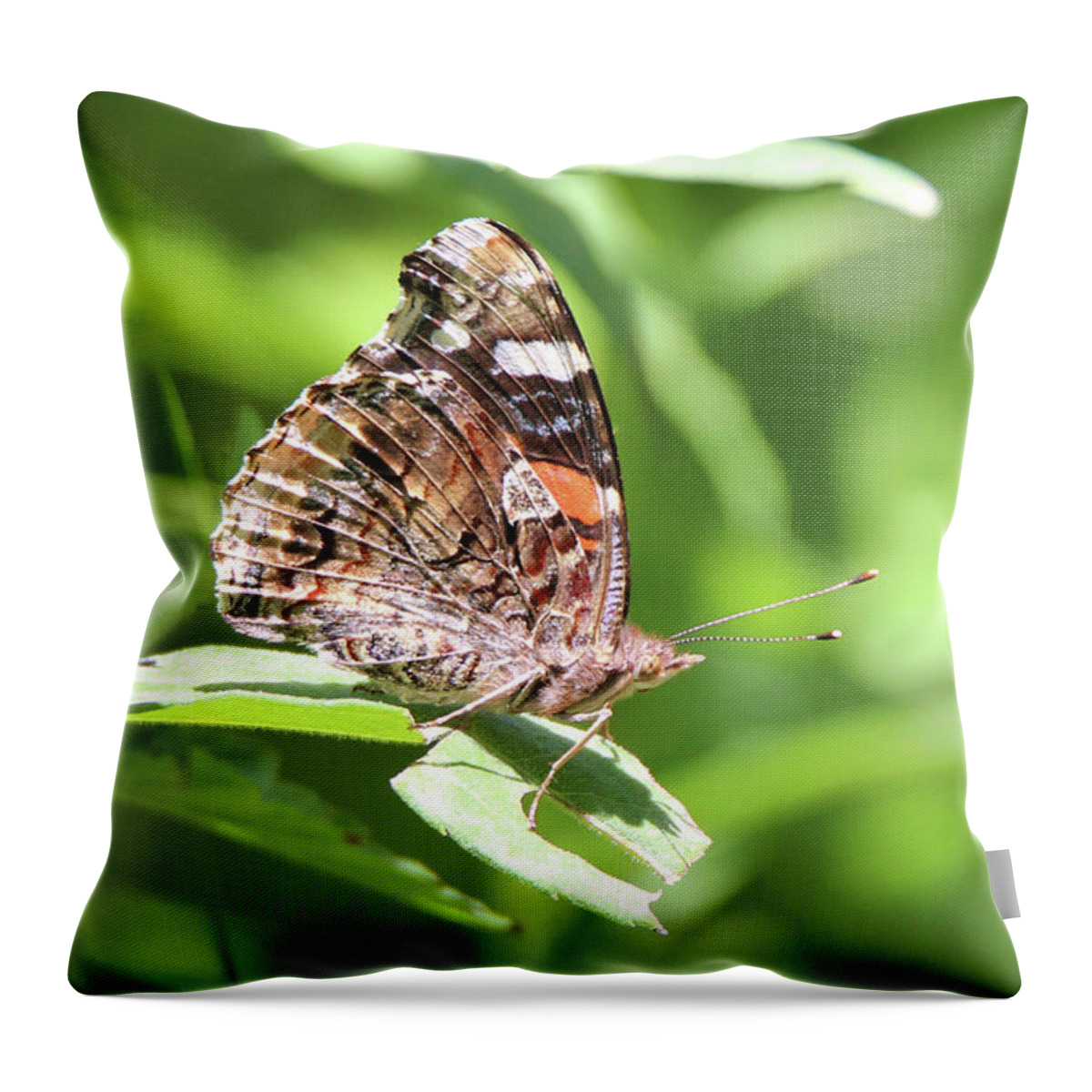 Painted Lady Throw Pillow featuring the photograph Painted Lady Stony Brook New York by Bob Savage