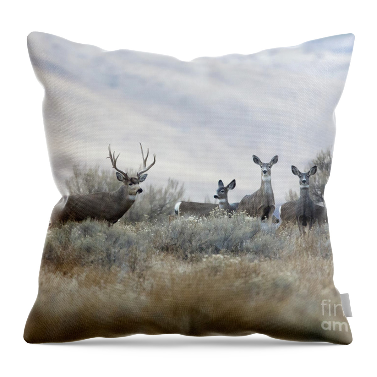 Deer Throw Pillow featuring the photograph Painting by Douglas Kikendall