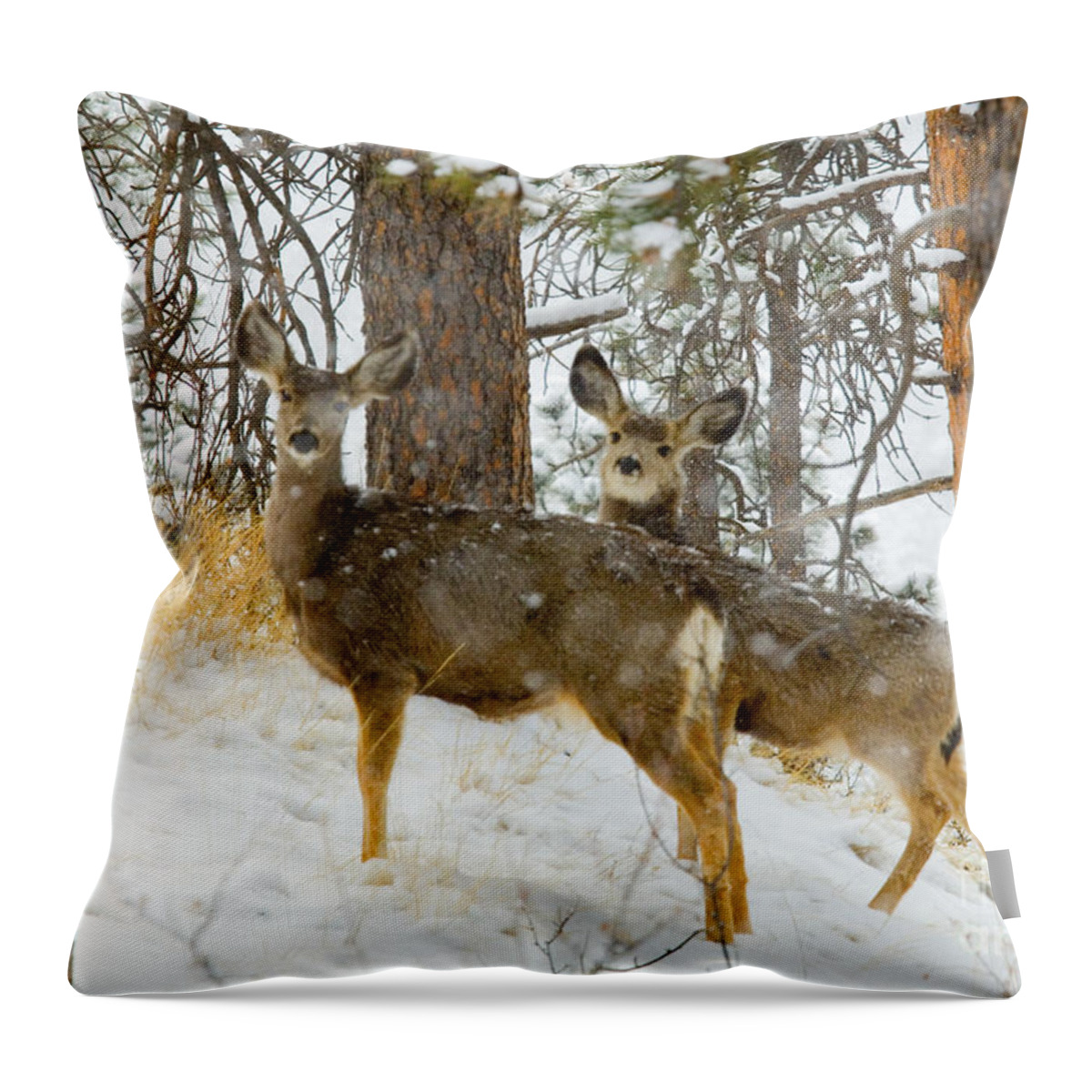 Deer Throw Pillow featuring the photograph Pair of Deer in Heavy Snow in the Pike National Forest by Steven Krull