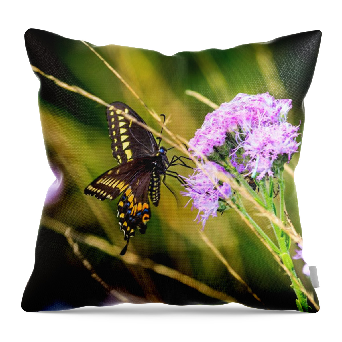 Palamedes Swallowtail Throw Pillow featuring the photograph Palamedes Swallowtail by Christopher Perez