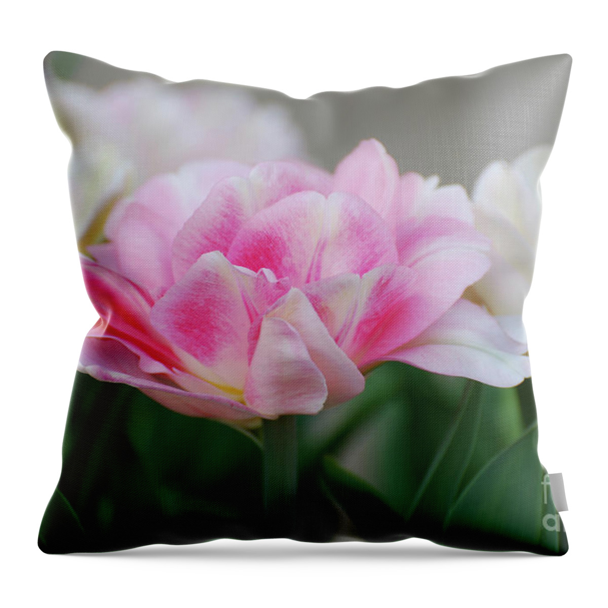 Tulip Throw Pillow featuring the photograph Pale Pink and White Parrot Tulips in a Garden by DejaVu Designs
