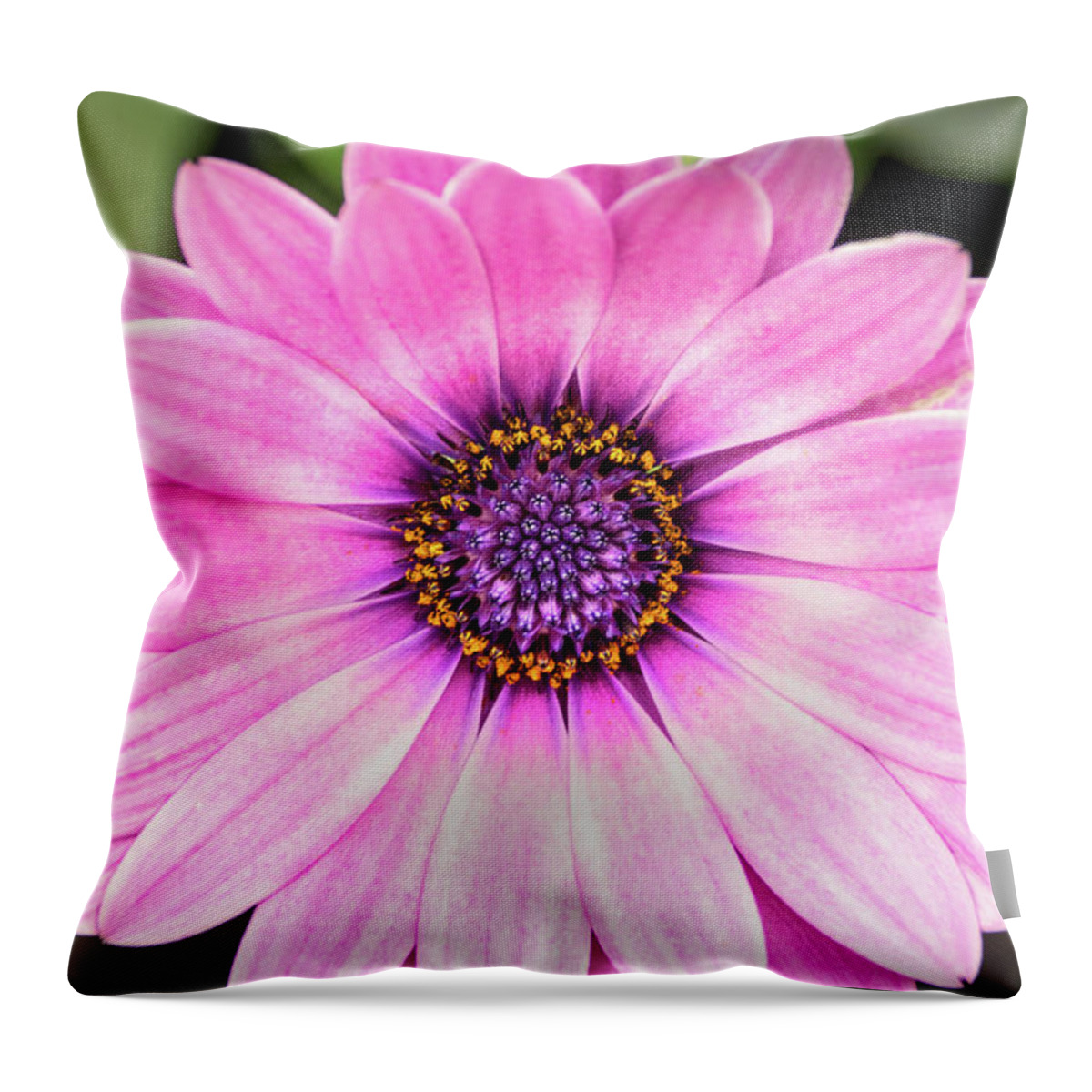 Flower Throw Pillow featuring the photograph Pale Purple Flower by Don Johnson