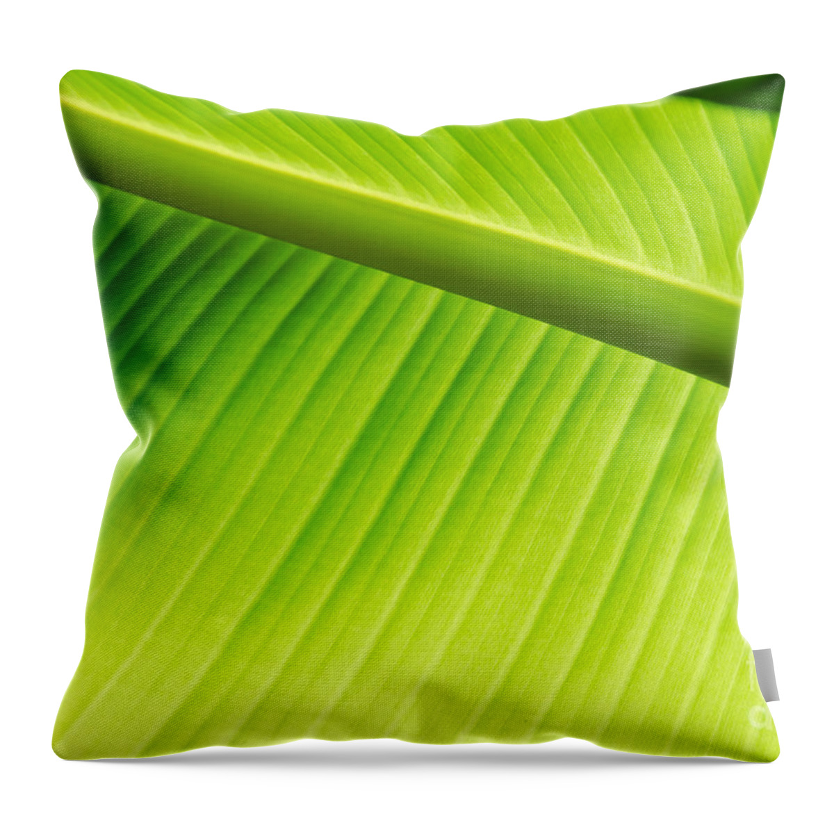 Palm Throw Pillow featuring the painting Palm Leaf background by Yurix Sardinelly