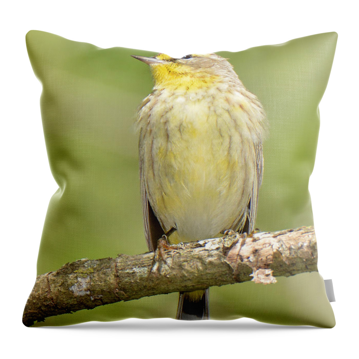 Bird Throw Pillow featuring the photograph Palm Warbler by Alan Lenk