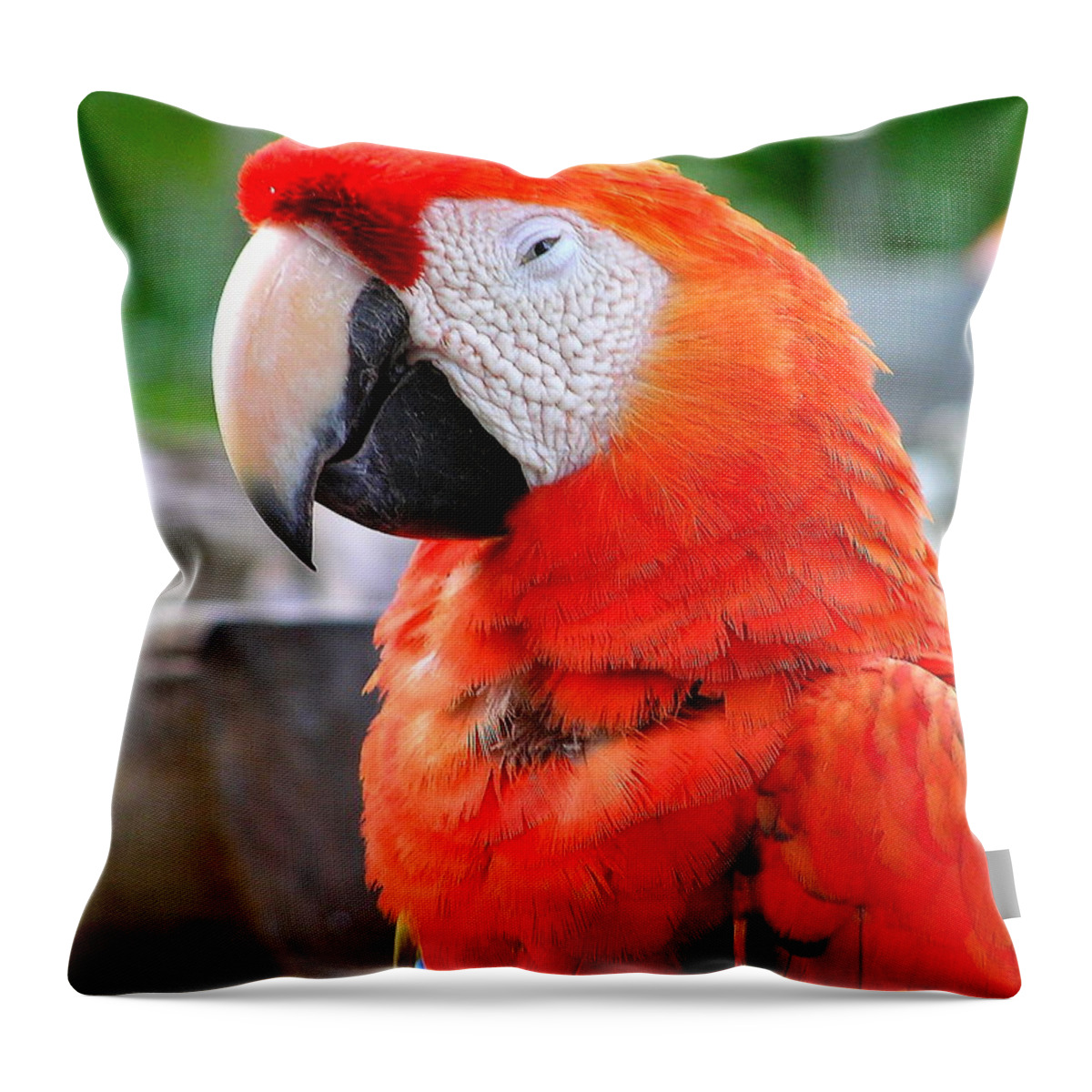 Parrot Throw Pillow featuring the photograph Parrot by Pat Moore