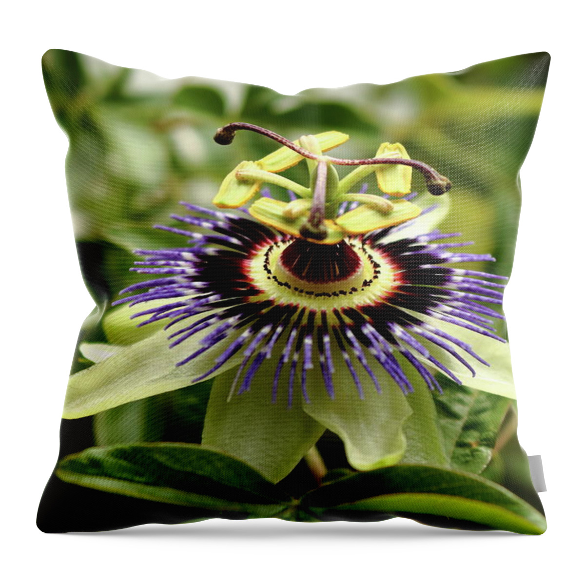 Passion Flower Gardening Horticulture Wall Plant Blue White Purple Green Passiflora Growing Climber Leaf Stem Sepals Throw Pillow featuring the photograph Passiflora. Passion flower by Jeff Townsend